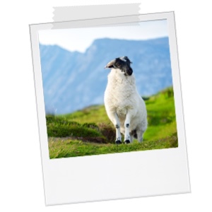 Ireland Sheep