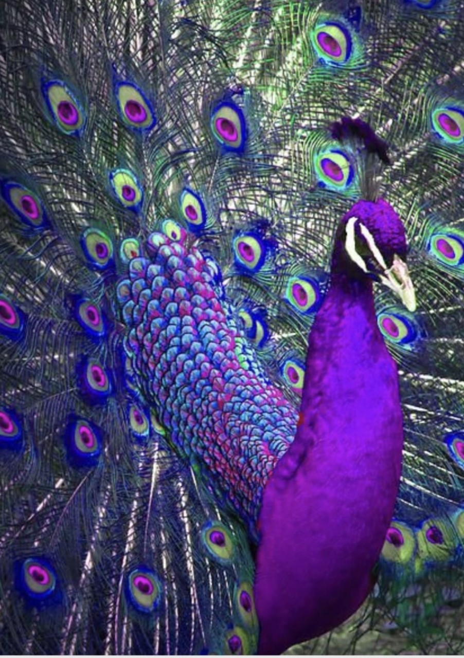 Dance Costume Inspiration from To Die For Costumes